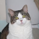 f3猫